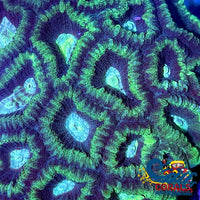 Mint Green Favia (2-3 Polyps) Favia
