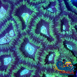 Mint Green Favia (2-3 Polyps) Favia