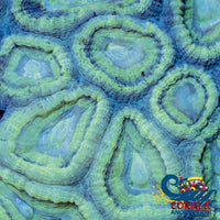 Mint Green Favia (2-3 Polyps) Favia

