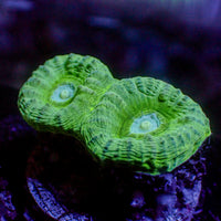 Mint Green Favia (2-3 polyps)
