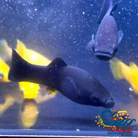 Saltwater Black Molly Fish
