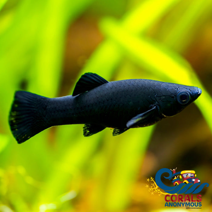 Saltwater Black Molly (Great Algae Eaters) Fish