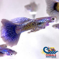 Blue Dragon Guppy Fish
