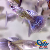 Blue Dragon Guppy Fish