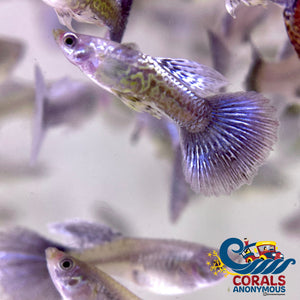 Blue Dragon Guppy Fish
