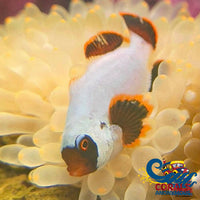 Gold Nugget Maroon Clownfish (Aquacultured) Fish
