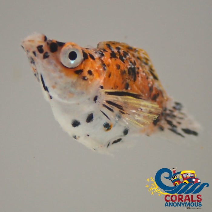 Saltwater Calico Koi Balloon Belly Molly Fish