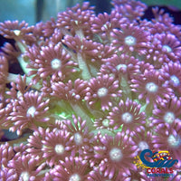 Cosmo & Wanda Goniopora (0.5-1) Goniopora
