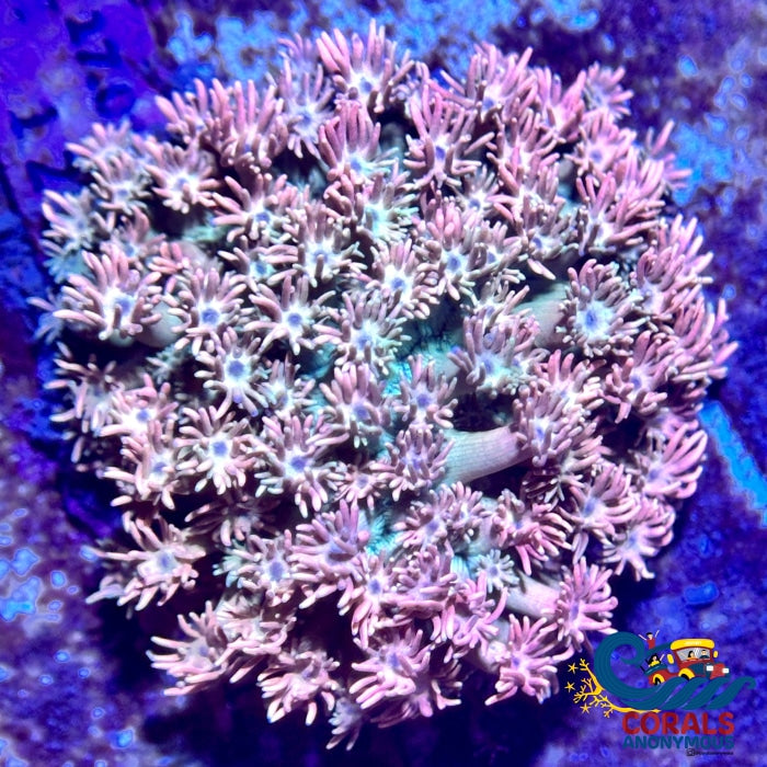 Multicolor Peachy Pink Goniopora (0.5-1) Goniopora