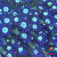 Blue Green Goniopora (1 Frag) Goniopora
