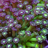 Purple Green Goniopora (0.5-1” Frag) - Corals Anonymous
