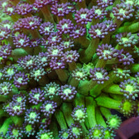 Purple Green Goniopora (0.5-1” Frag) - Corals Anonymous
