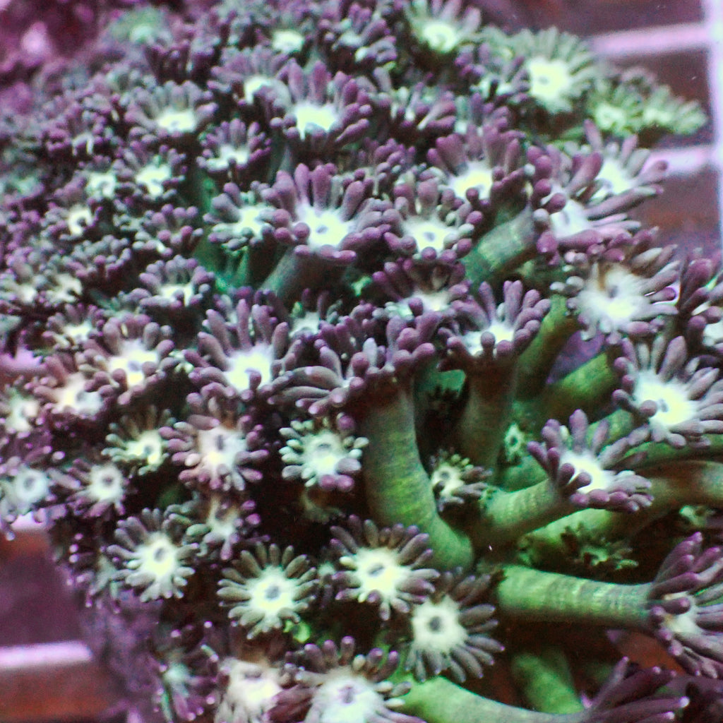 Purple Green Goniopora (0.5-1” Frag) - Corals Anonymous