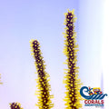 Yellow Polyp Red Gorgonian Gorgonian
