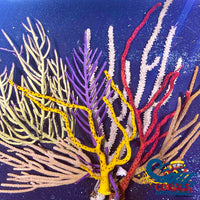 Assorted Gorgonian (6-12 Colony) Gorgonian