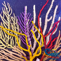 Assorted Gorgonian (6-12 Colony) Gorgonian