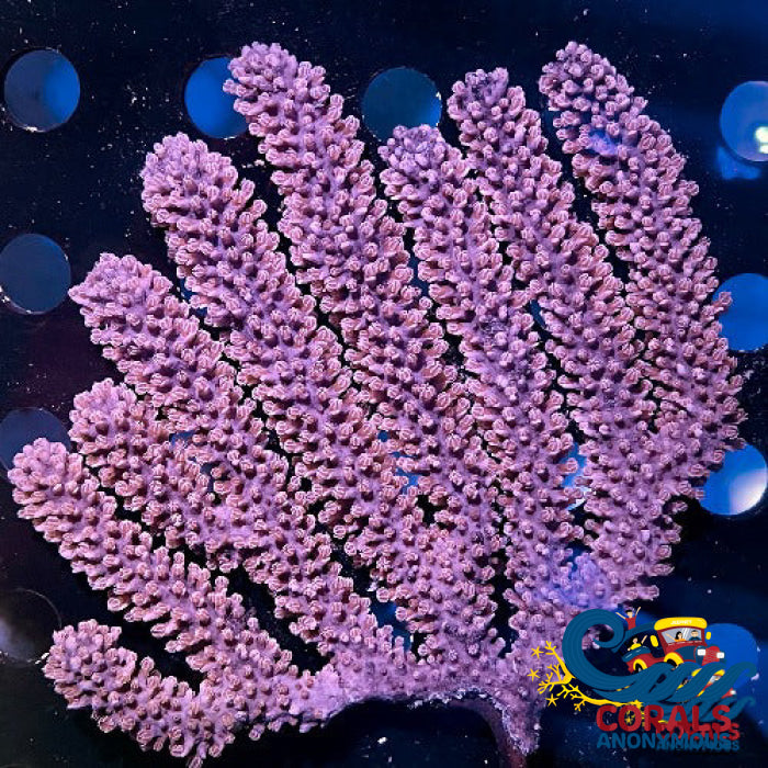 Black Sea Rod Gorgonian (3-6) Gorgonian