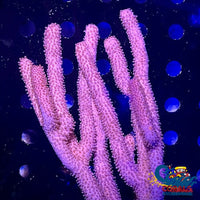 Knobby Sea Rod Gorgonian (6-9) Gorgonian
