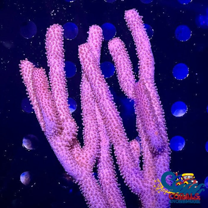 Knobby Sea Rod Gorgonian (6-9) Gorgonian