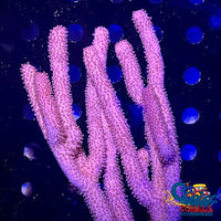 Knobby Sea Rod Gorgonian (6-9) Gorgonian
