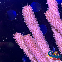 Knobby Sea Rod Gorgonian (6-9) Gorgonian