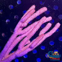 Knobby Sea Rod Gorgonian (6-9) Gorgonian
