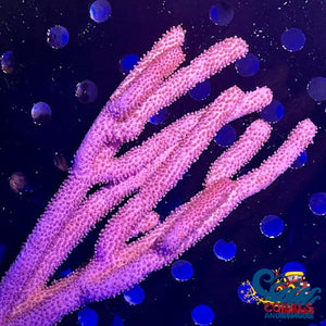 Knobby Sea Rod Gorgonian (6-9) Gorgonian