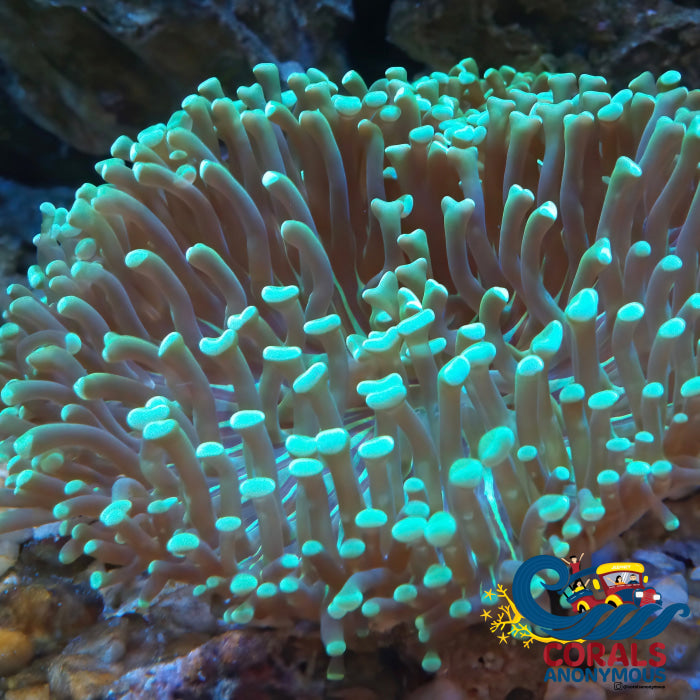 aussie metallic green wall hammer