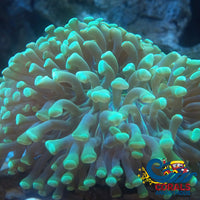 aussie metallic green wall hammer 2
