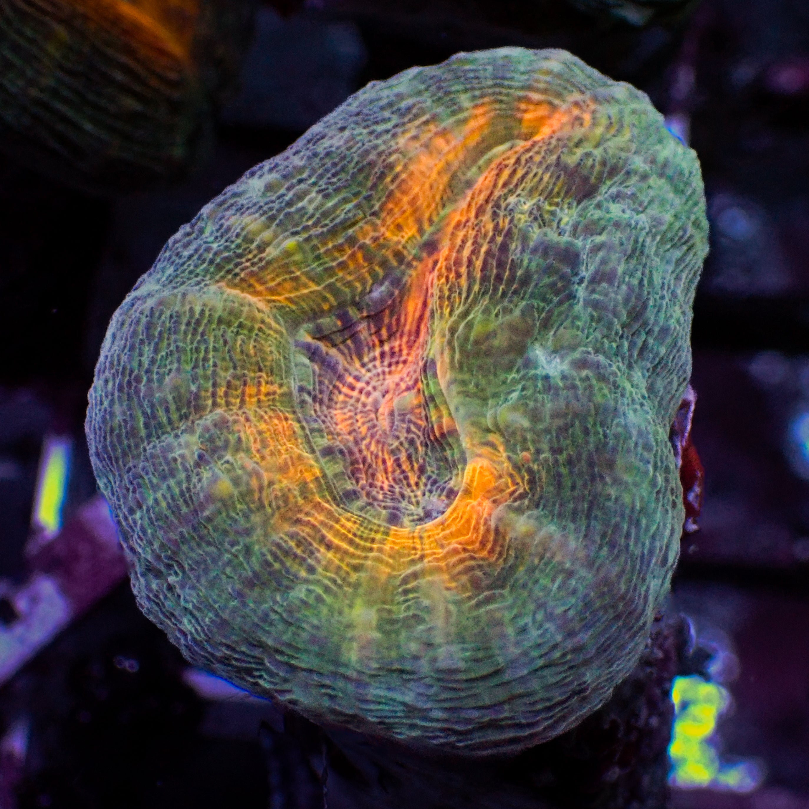 Orange Green/Teal Lobophyllia | Corals Anonymous