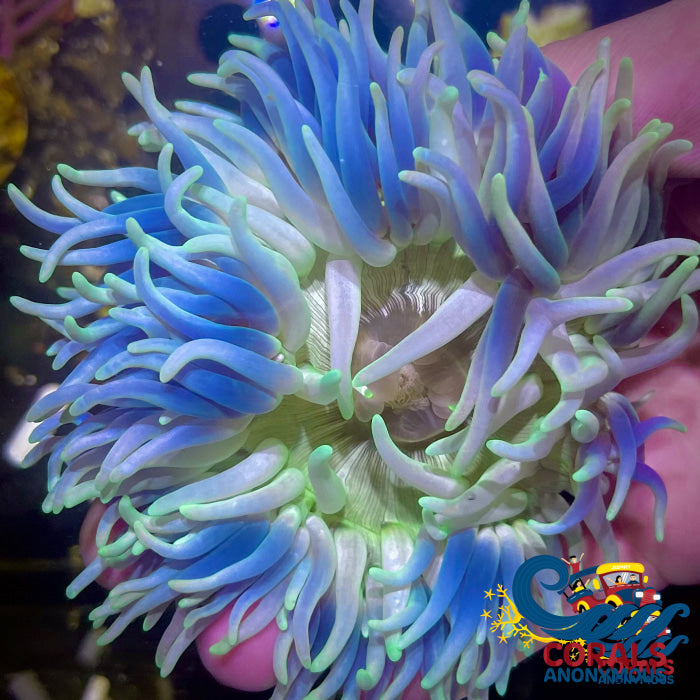 CA Sierra Mar Long Tentacle Anemone