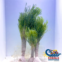 Christmas Tree Shaving Brush Macroalgae
