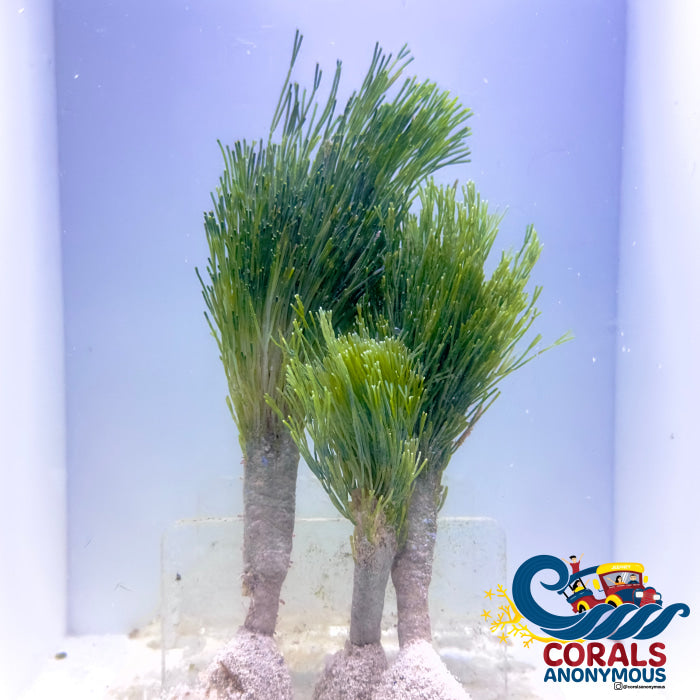 Christmas Tree Shaving Brush Macroalgae