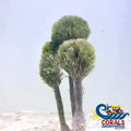 Christmas Tree Shaving Brush Macroalgae 3