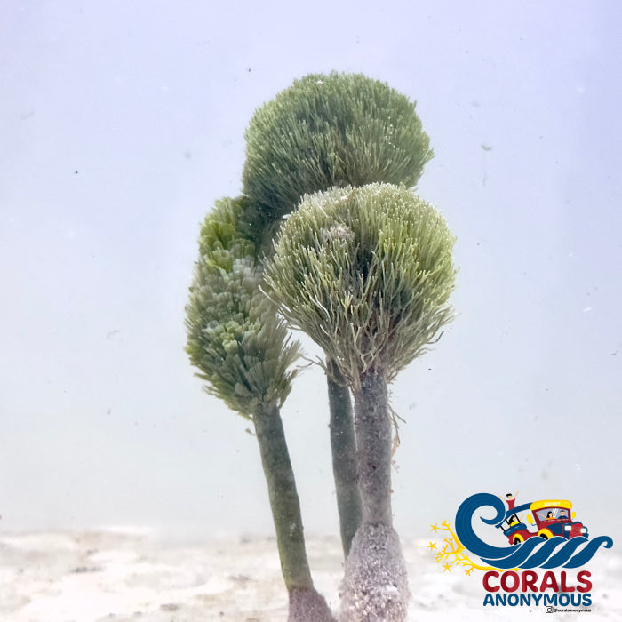 Christmas Tree Shaving Brush Macroalgae 3