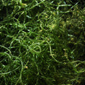 Chaeto Macroalgae - Corals Anonymous