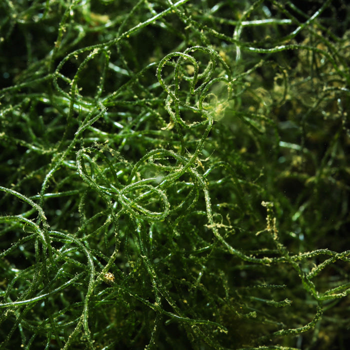 Chaeto Macroalgae - Corals Anonymous