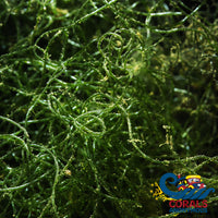 Chaeto Macroalgae Macroalgae
