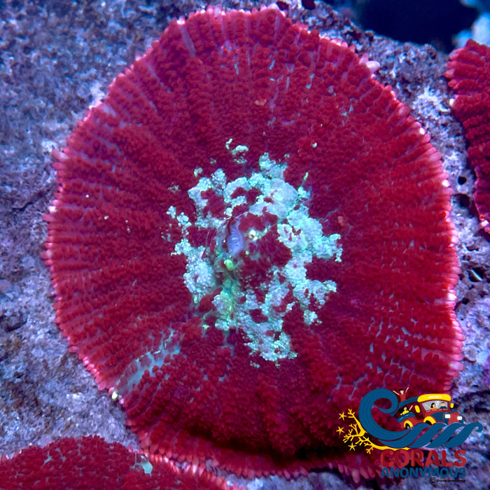 Bloody Aussie Red Rhodactis Rhodactis