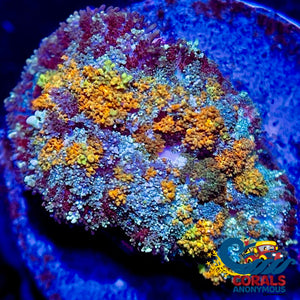 Ca Orange Crush Bounce Rhodactis Mushroom Rhodactis