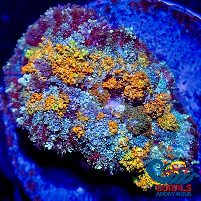 Ca Orange Crush Bounce Rhodactis Mushroom Rhodactis