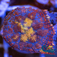 Molten Rhodactis Mushroom Rhodactis

