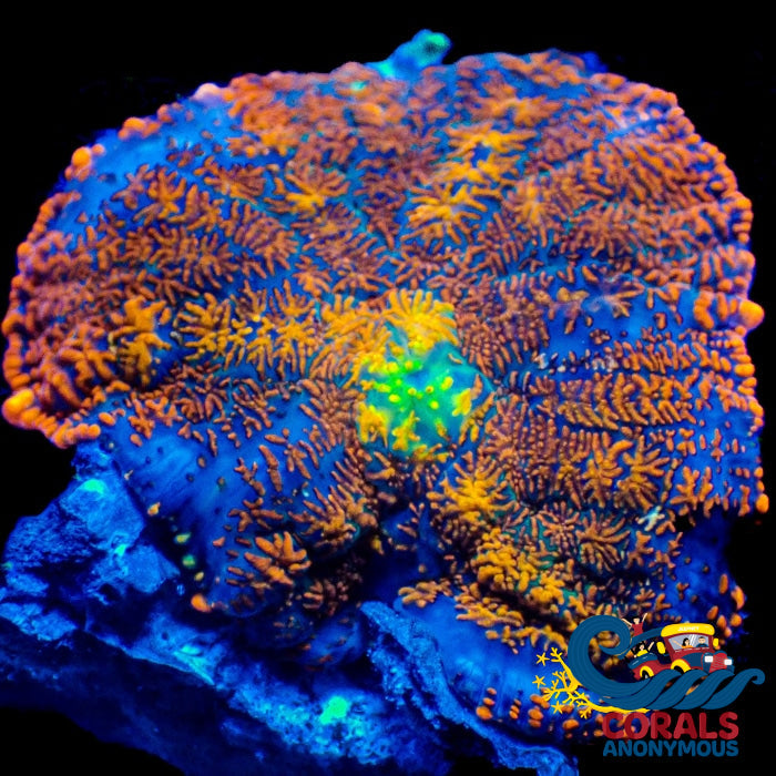 Molten Rhodactis Mushroom Rhodactis