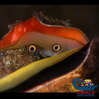 Tiger Sand Conch Snail Snail
