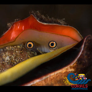 Tiger Sand Conch Snail Snail