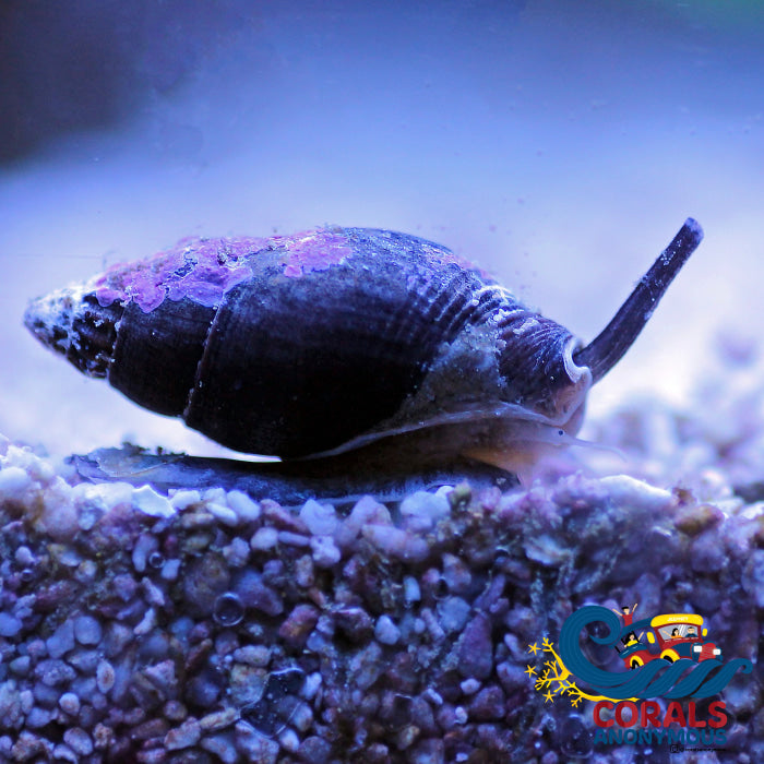 Nassarius Snail (Pack Of 10) Snail
