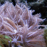 Waving Hand Anthelia Soft Coral