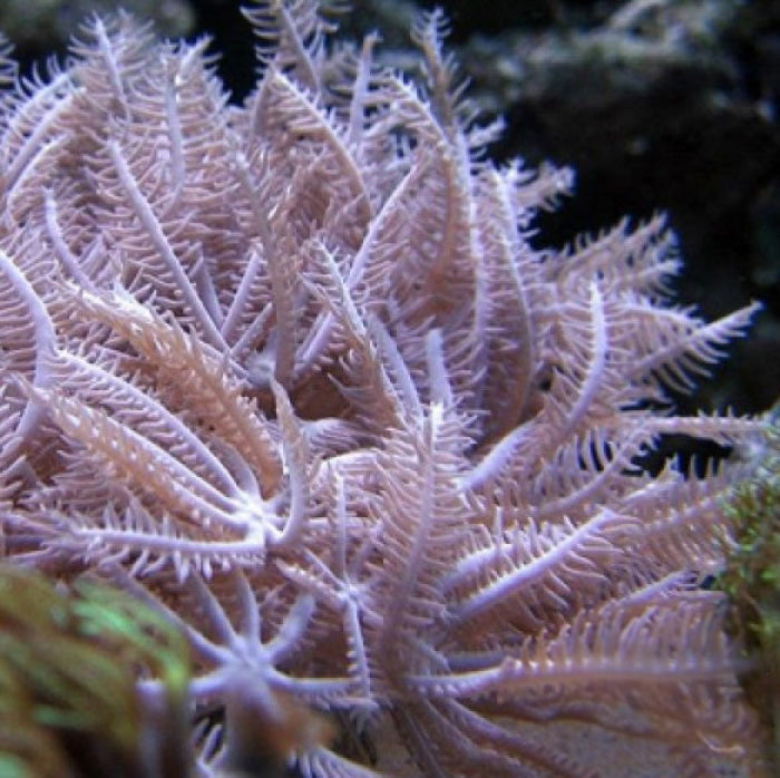 Waving Hand Anthelia Soft Coral