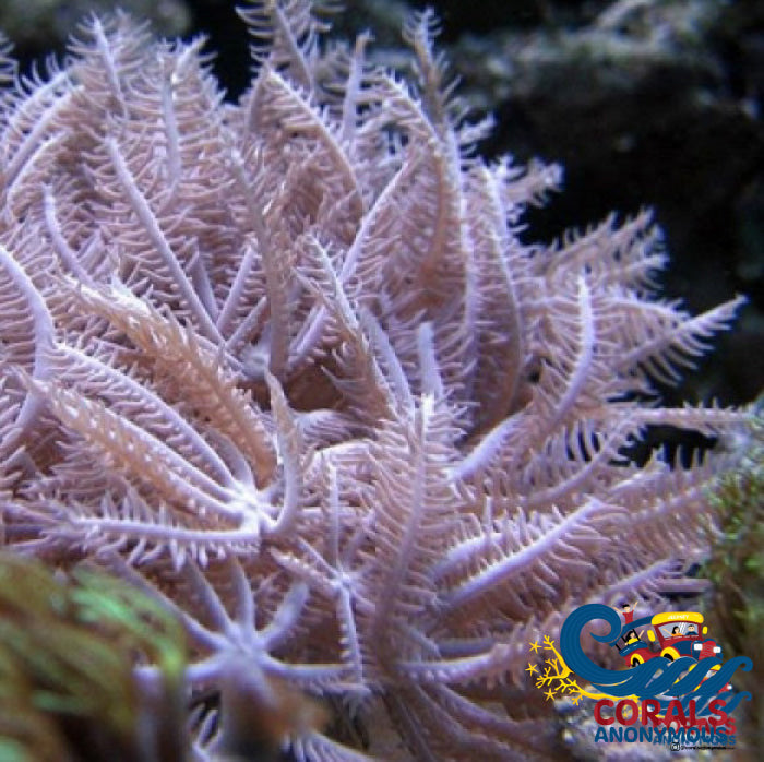 CA Waving Hand Anthelia Soft Coral (5-10 Polyps) - Corals Anonymous