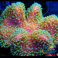 Green Polyp Leather Toadstool Toadstool
